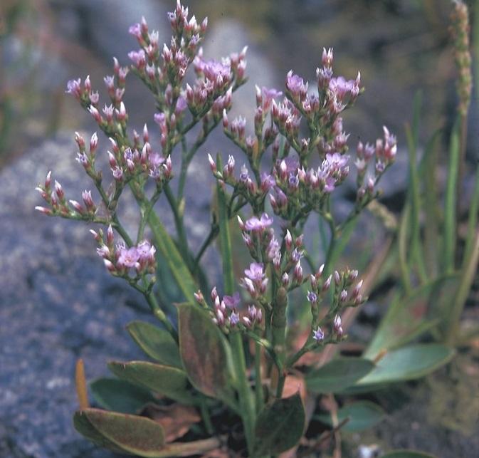 sea-lavendar - Limonium carolinianum from Native Plant Trust