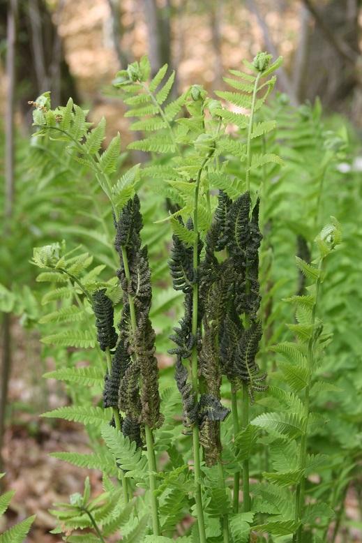 interrupted fern - Osmunda claytoniana from Native Plant Trust