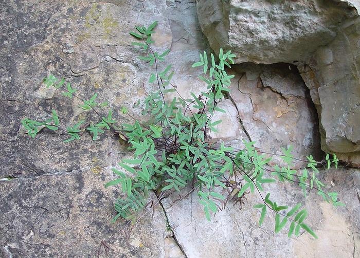 purple cliffbreak - Pellaea atropurpurea from Native Plant Trust