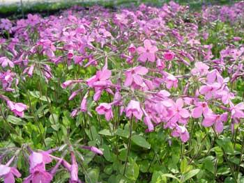 Home Fires creeping phlox - Phlox stolonifera 'Home Fires' from Native Plant Trust