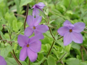 Sherwood Purple creeping phlox - Phlox stolonifera 'Sherwood Purple' from Native Plant Trust