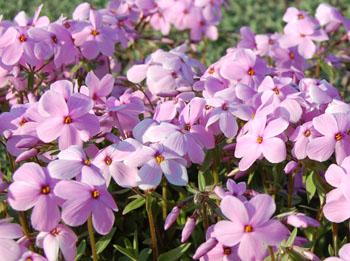 Wister Pink creeping phlox - Phlox stolonifera 'Wister Pink' from Native Plant Trust