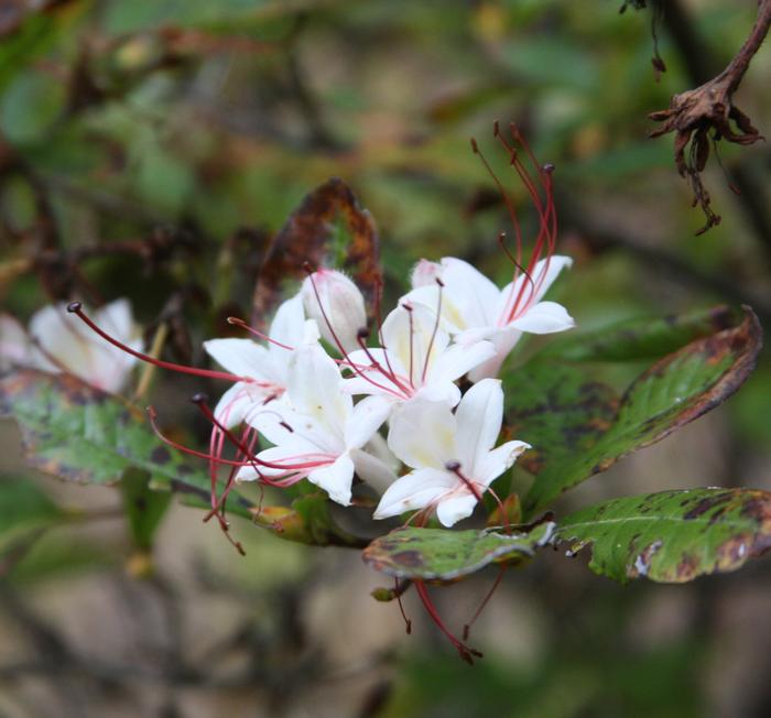 sweet azalea - Rhododendron arborescens from Native Plant Trust