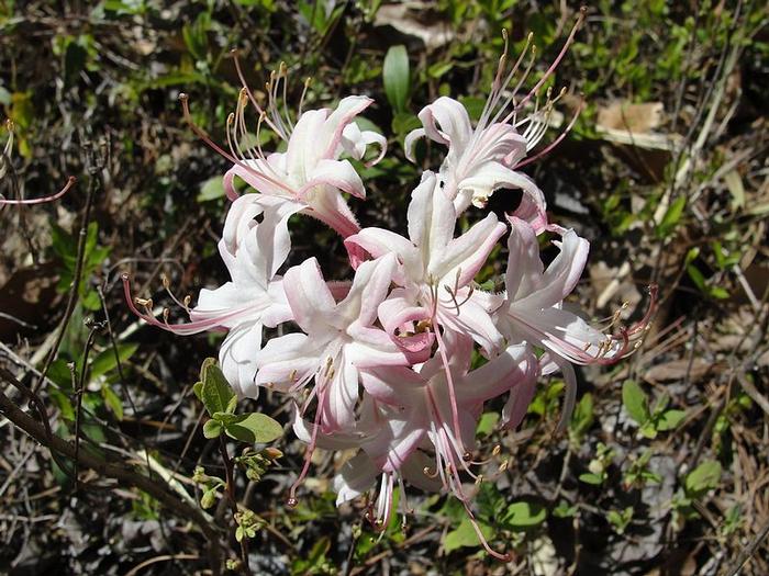coast azalea - Rhododendron atlanticum from Native Plant Trust