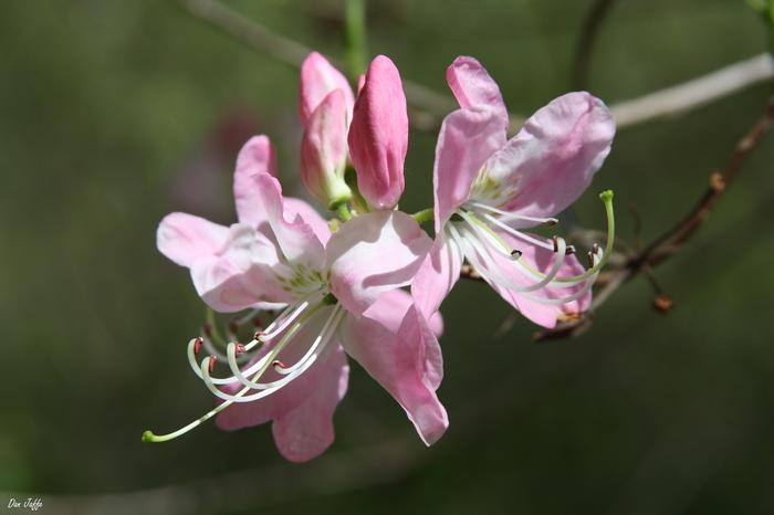pink shell azalea - Rhododendron vaseyi from Native Plant Trust