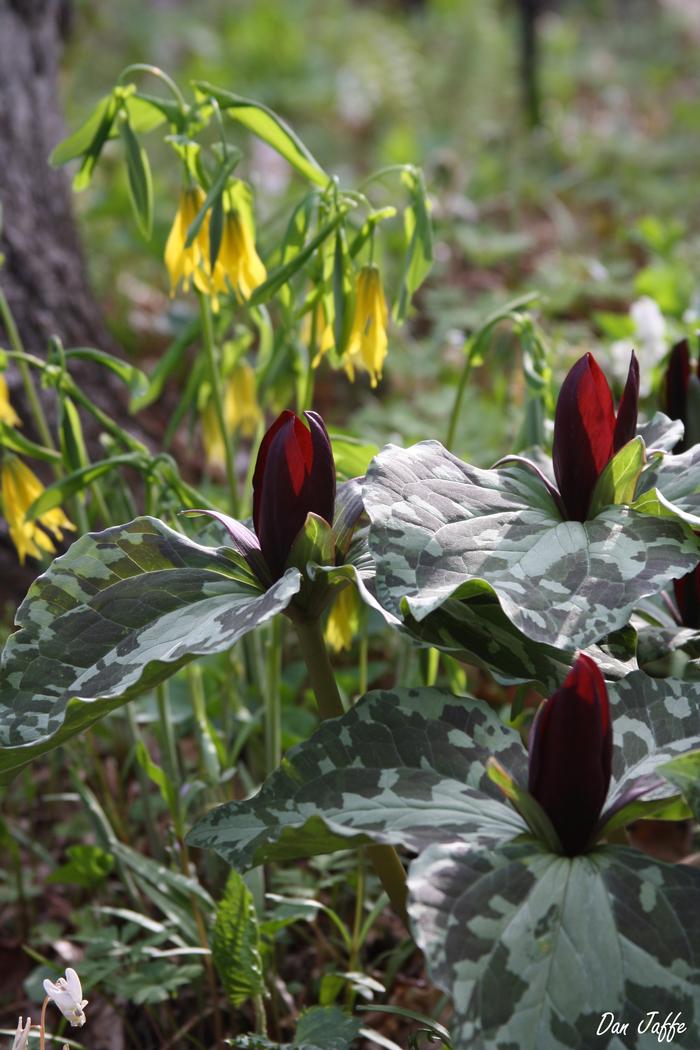 whoopoorwill - Trillium cuneatum from Native Plant Trust