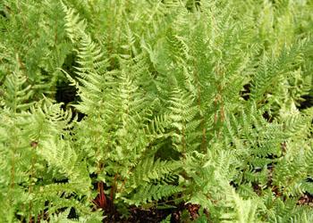 red lady fern - Athyrium angustum 'Lady in Red' from Native Plant Trust