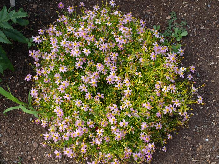 pink tickseed - Coreopsis rosea from Native Plant Trust
