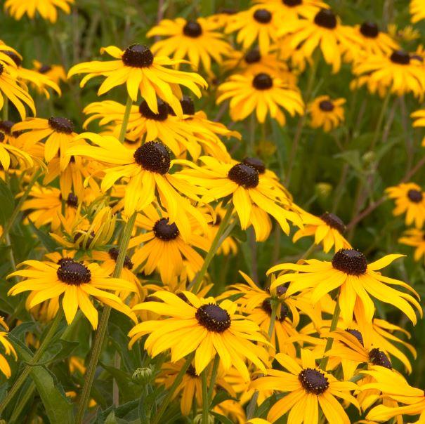 'Goldsturm' coneflower - Rudbeckia fulgida 'Goldsturm' from Native Plant Trust 'Goldsturm' coneflower - Rudbeckia fulgida 'Goldsturm' from Native Plant Trust