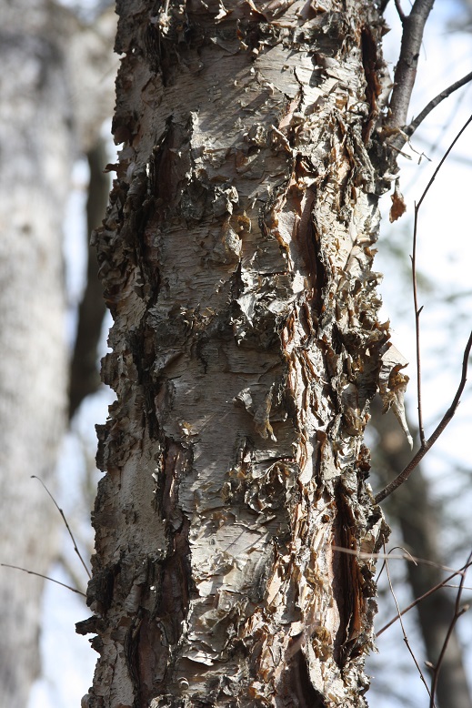 Select river birch - Betula nigra 'Select' from Native Plant Trust