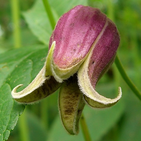leatherflower - Clematis viorna from Native Plant Trust