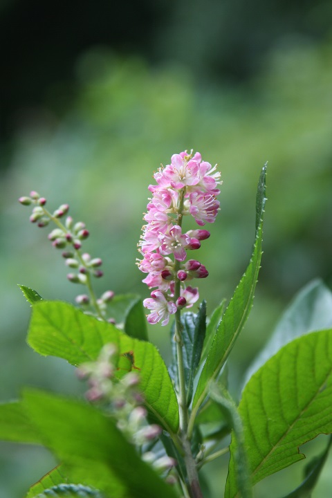 Pink sweet-pepperbush - Clethra alnifolia 'Pink Spire' from Native Plant Trust