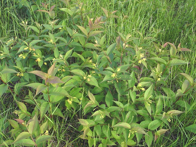 bush-honeysuckle - Diervilla lonicera 'Wilbraham' from Native Plant Trust