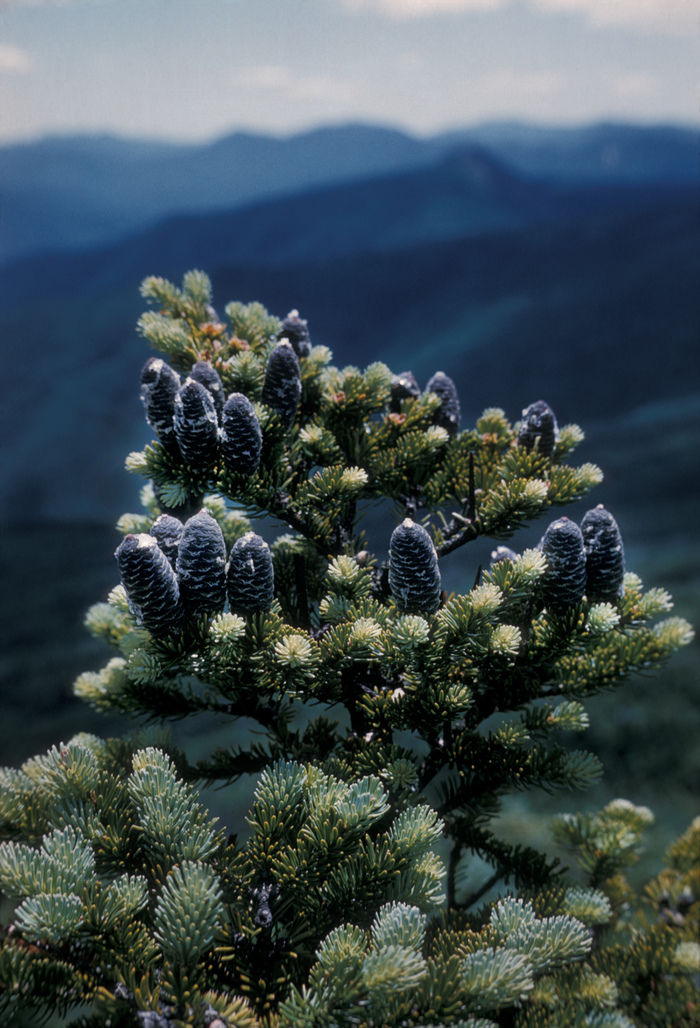 balsam fir - Abies balsamea from Native Plant Trust