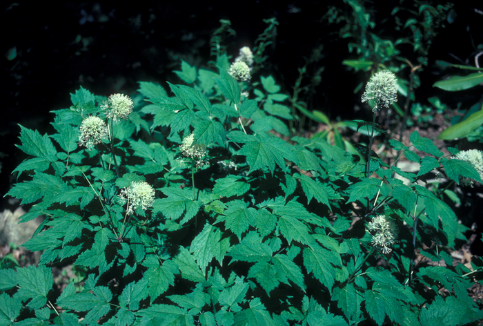 red baneberry - Actaea rubra from Native Plant Trust