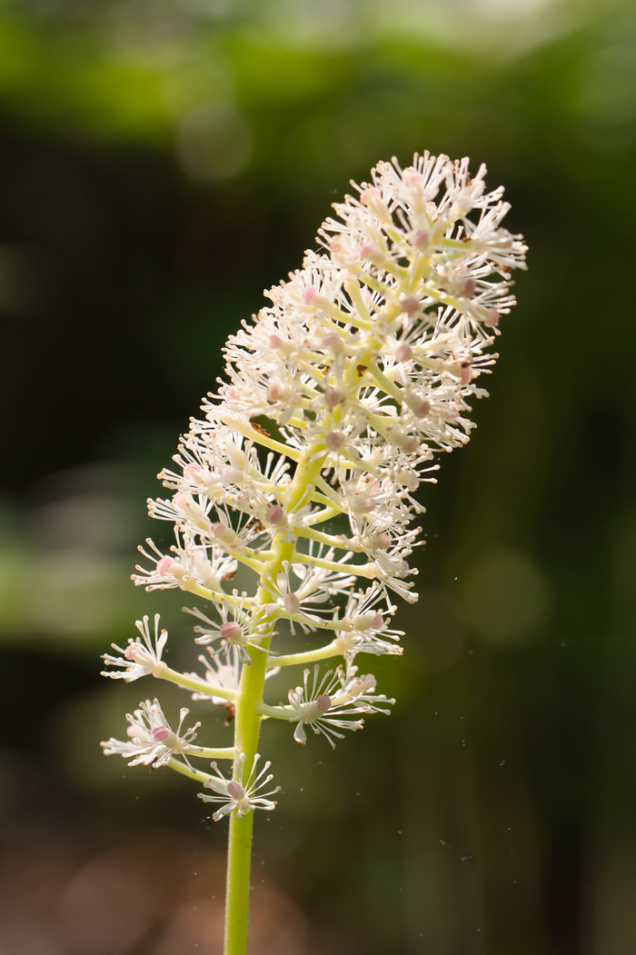 white baneberry - Actaea pachypoda from Native Plant Trust