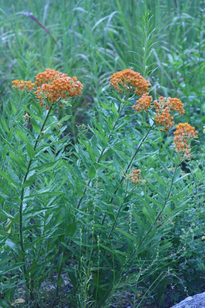 butterfly milkweed - Asclepias tuberosa from Native Plant Trust