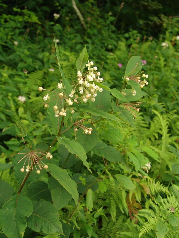 poke milkweed - Asclepias exaltata from Native Plant Trust