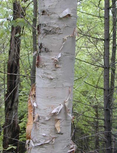 paper birch - Betula papyrifera from Native Plant Trust