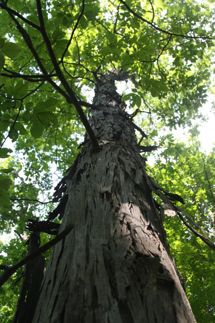 shagbark hickory - Carya ovata from Native Plant Trust
