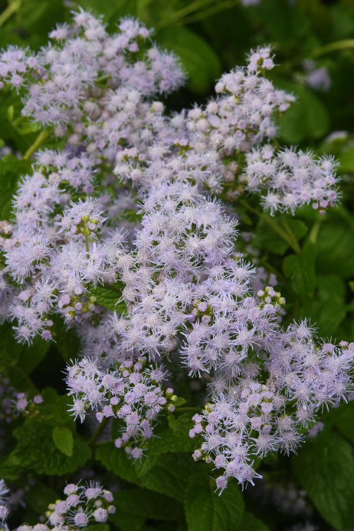 blue mist flower - Conoclinium coelestinum from Native Plant Trust