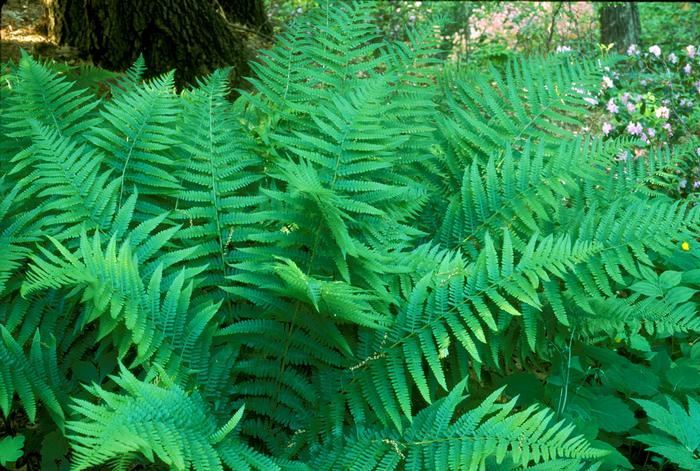 male fern - Dryopteris filix-mas from Native Plant Trust