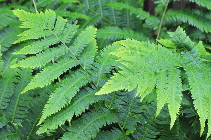 Goldie's fern - Dryopteris goldiana from Native Plant Trust
