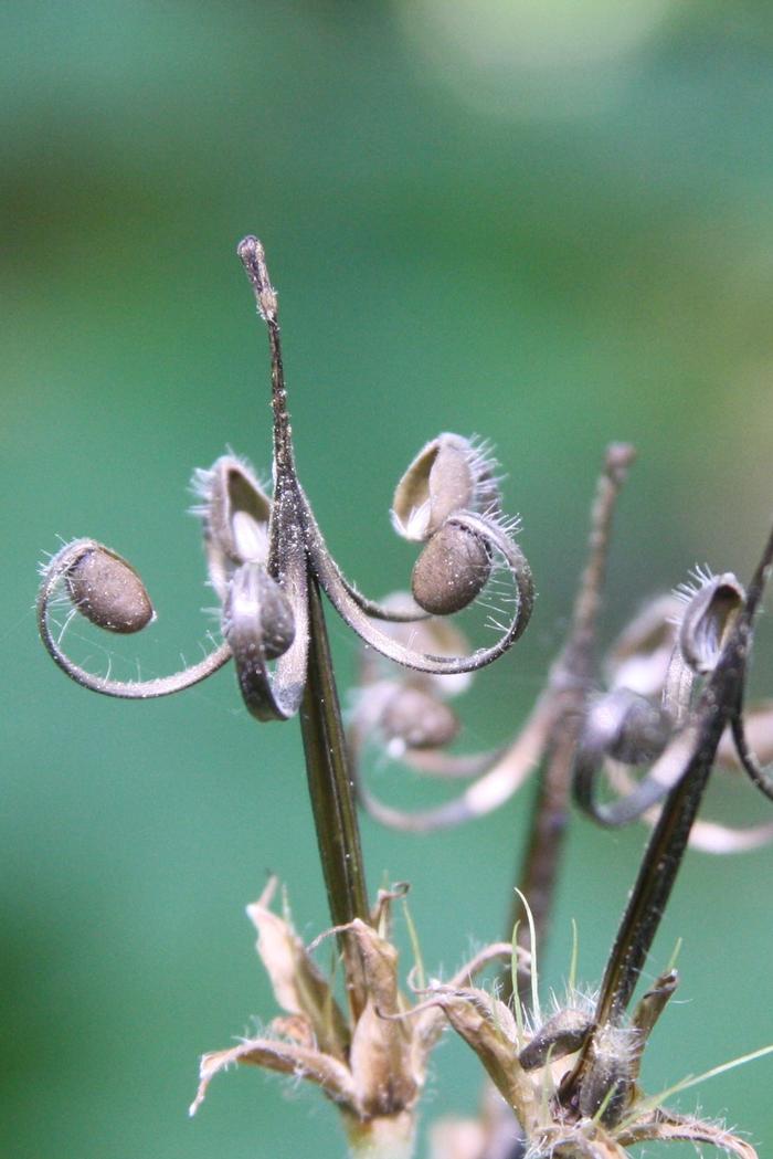 wild geranium - Geranium maculatum from Native Plant Trust