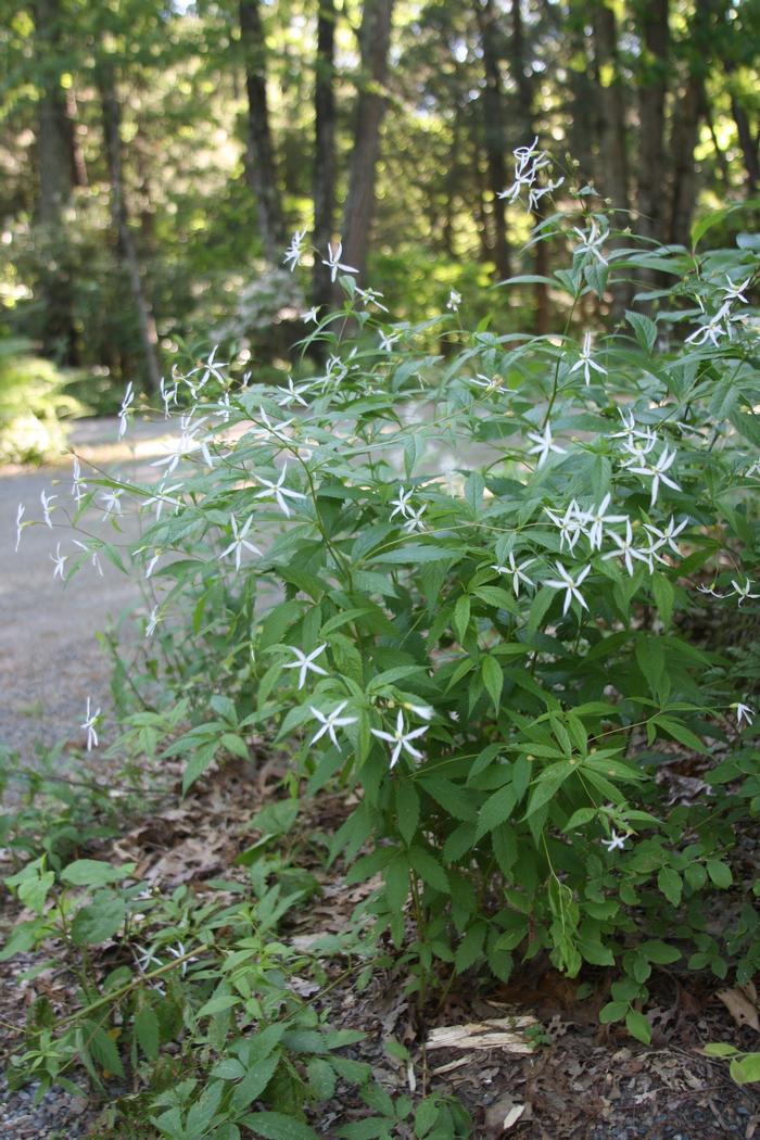 Bowmans root - Gillenia trifoliata from Native Plant Trust