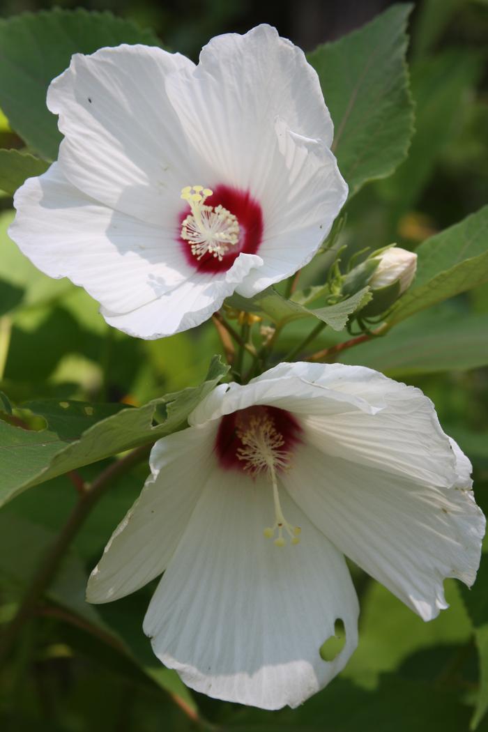 swamp mallow - Hibiscus moscheutos from Native Plant Trust