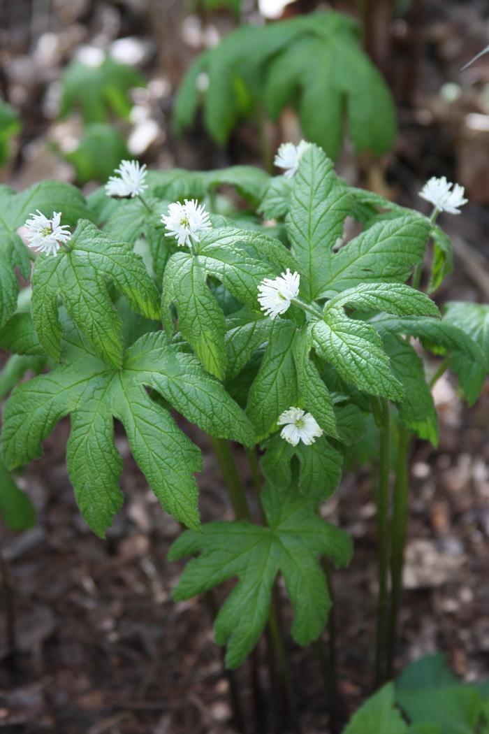 goldenseal - Hydrastis canadensis from Native Plant Trust