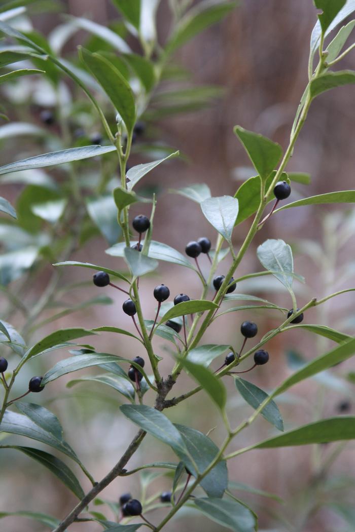 inkberry - Ilex glabra from Native Plant Trust