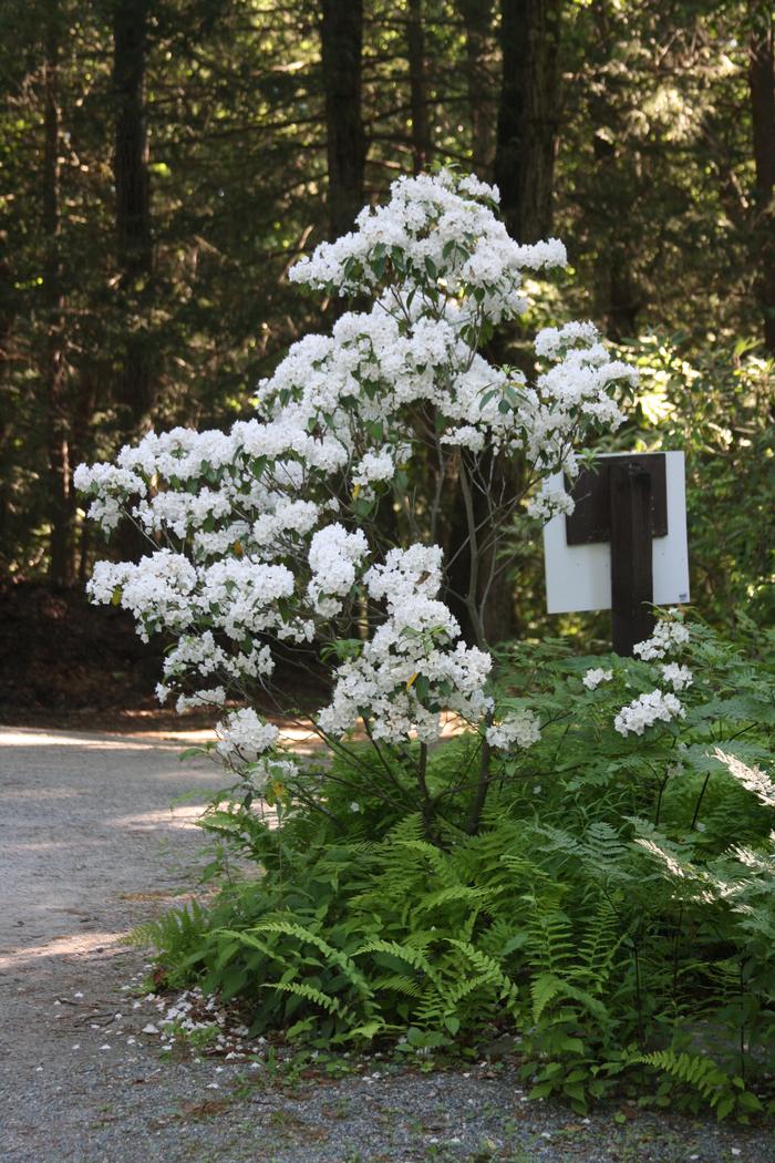 mountain laurel - Kalmia latifolia from Native Plant Trust
