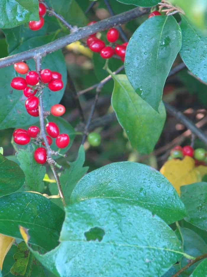 spicebush - Lindera benzoin from Native Plant Trust