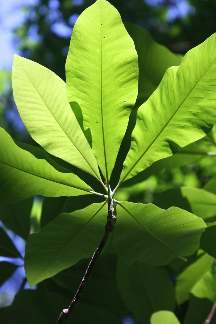 umbrella tree - Magnolia tripelata from Native Plant Trust umbrella tree - Magnolia tripelata from Native Plant Trust
