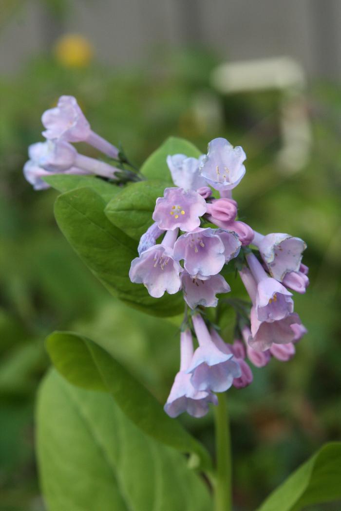 Virginia bluebells - Mertensia virginica from Native Plant Trust