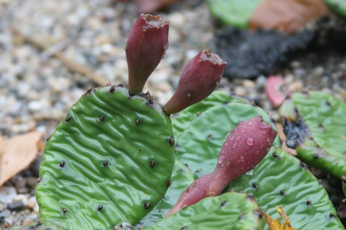 eastern prickly pear - Opuntia humifusa from Native Plant Trust