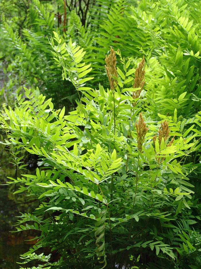 royal fern - Osmunda regalis from Native Plant Trust