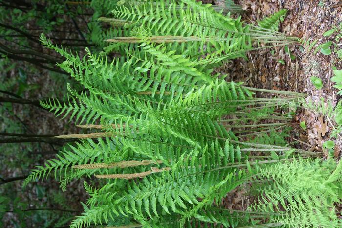 cinnamon fern - Osmundastrum cinnamomeum from Native Plant Trust
