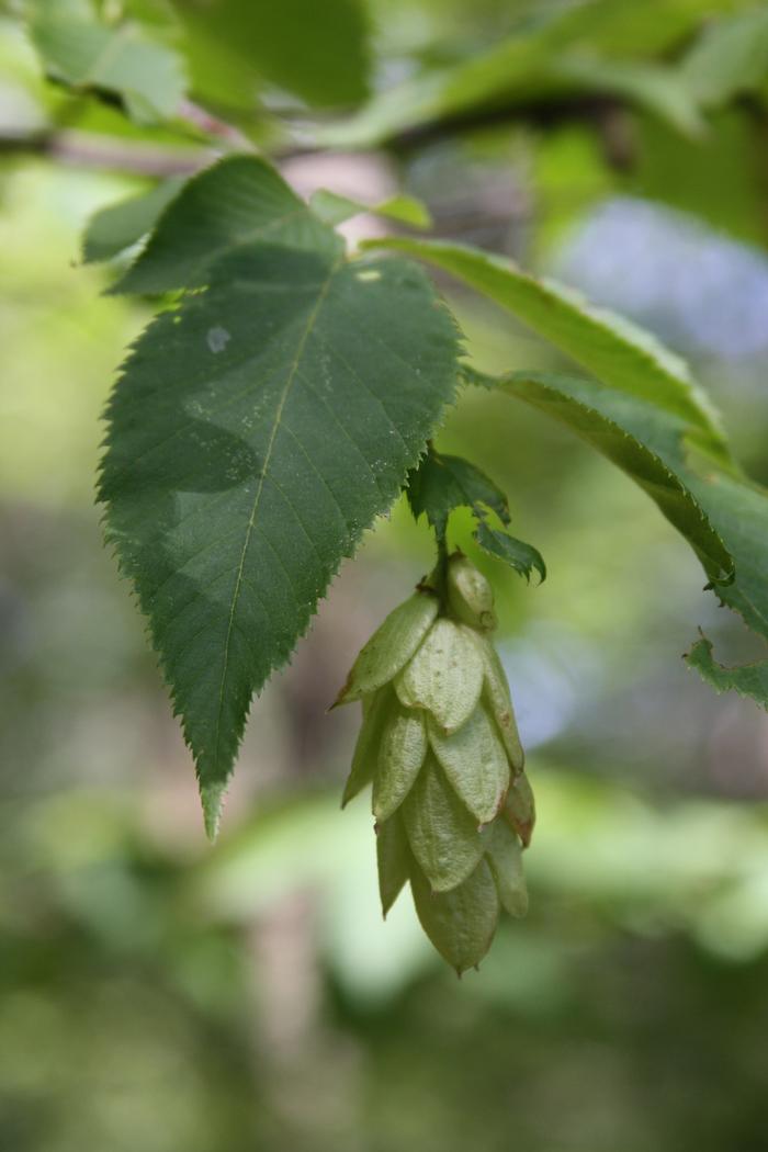 ironwood, hop hornbeam - Ostrya virginiana from Native Plant Trust