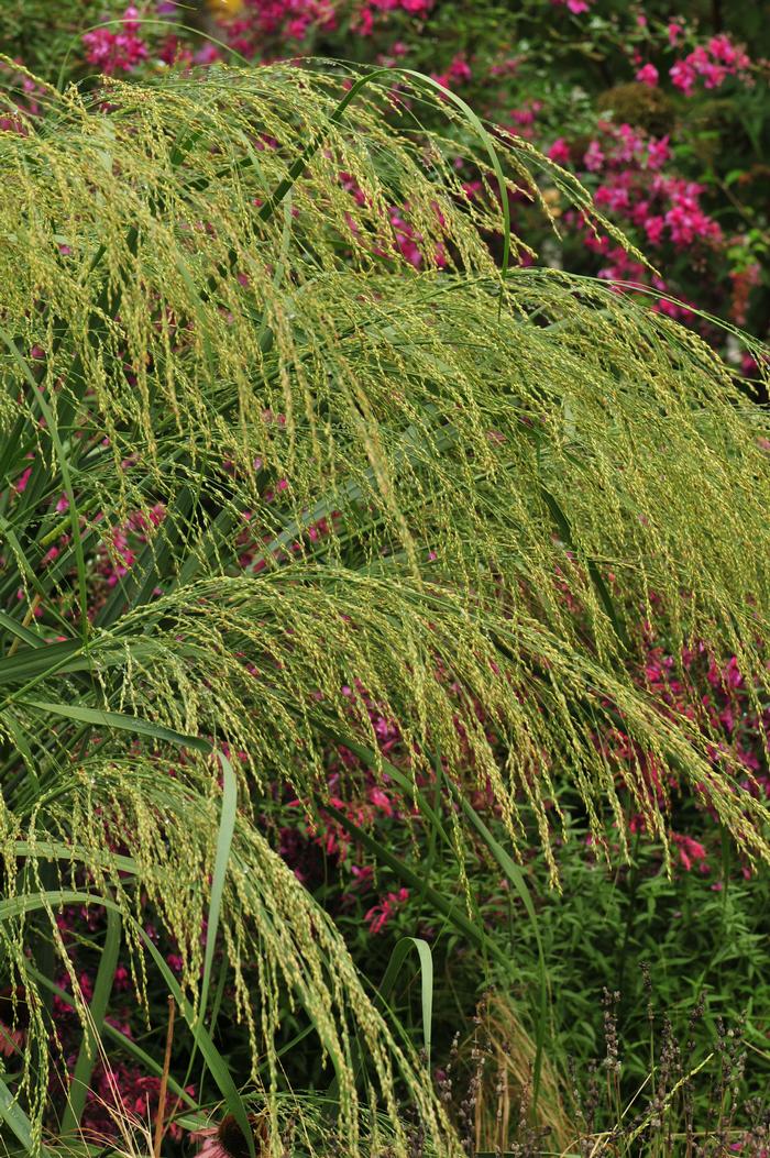 switchgrass - Panicum virgatum from Native Plant Trust