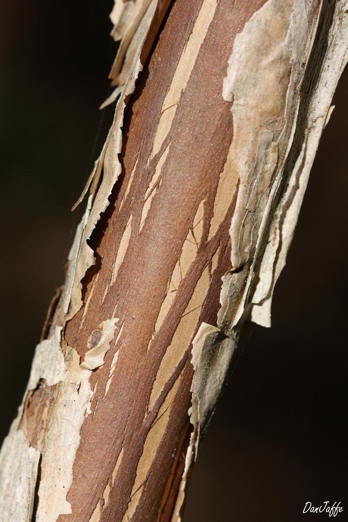 ninebark - Physocarpus opulifolius from Native Plant Trust