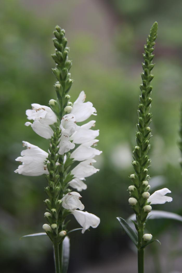Obedient plant - Physostegia virginiana from Native Plant Trust