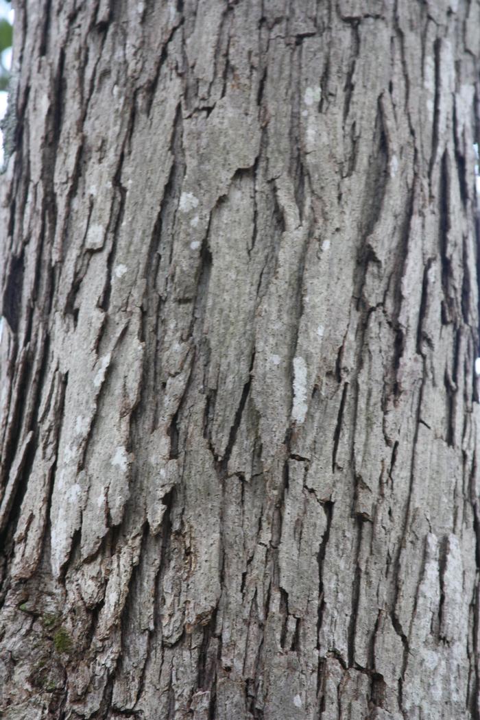 white oak - Quercus alba from Native Plant Trust