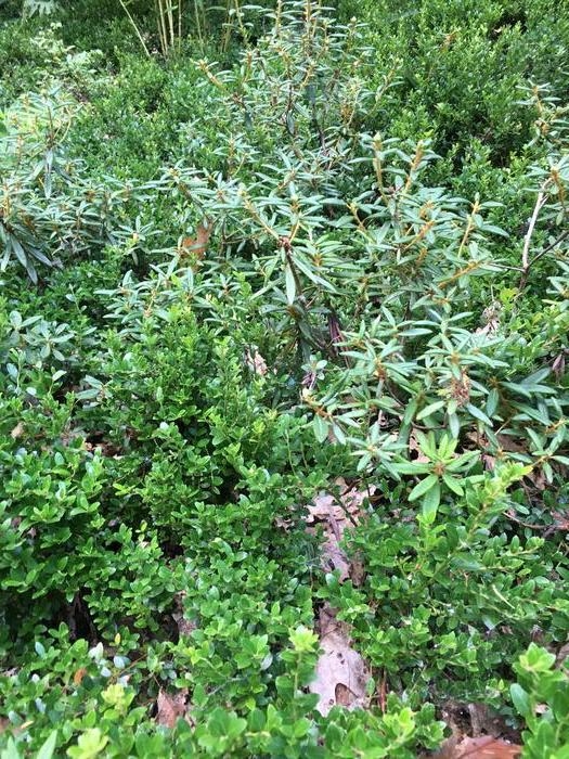 Labrador tea - Rhododendron groenlandicum from Native Plant Trust