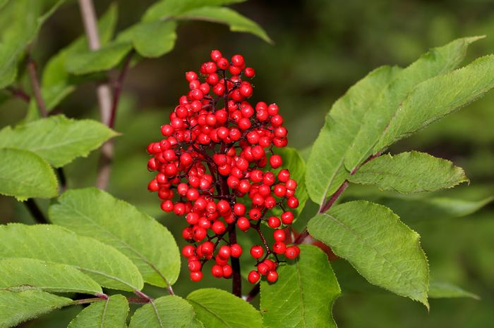 red elderberry - Sambucus racemosa var. racemosa from Native Plant Trust