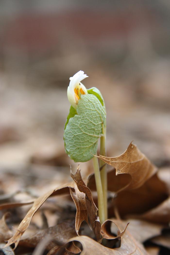bloodroot - Sanguinaria canadensis from Native Plant Trust