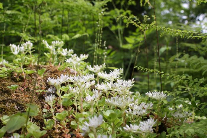woodland stonecrop - Sedum ternatum from Native Plant Trust