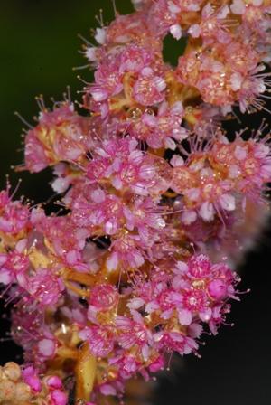 steeplebush - Spiraea tomentosa from Native Plant Trust