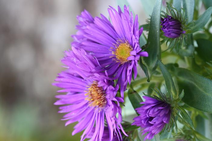 New England aster - Symphyotrichum novae-angliae from Native Plant Trust